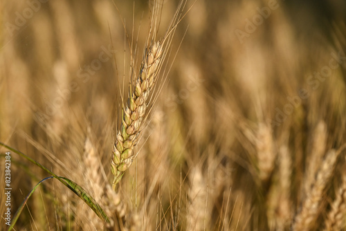 Grains of Wheat Close Up