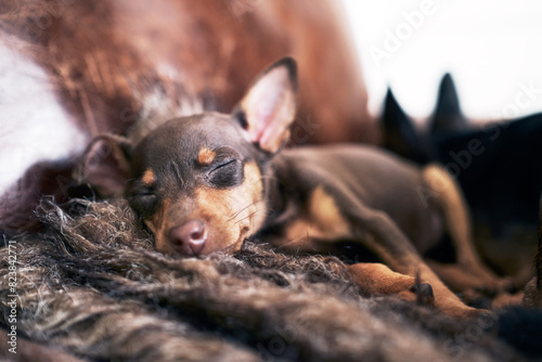 Tiny Miniature Pinscher puppy sleeping in furry blanket photo