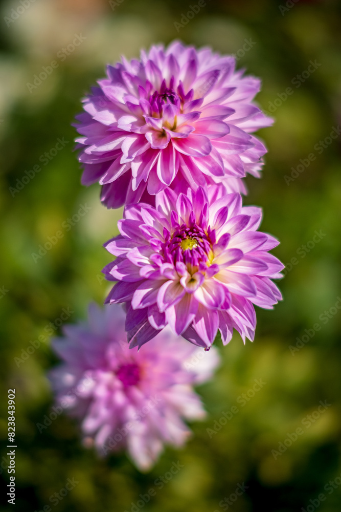 Obraz premium dahlia flowers in the garden