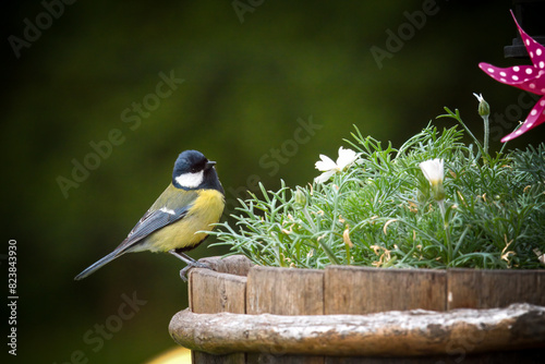 great tit, parus major,  is perching on a flower pot at a spring morning