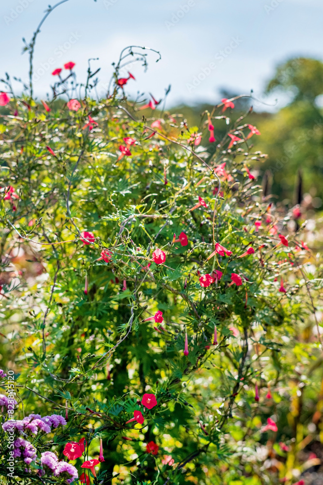 summer garden summer garden
