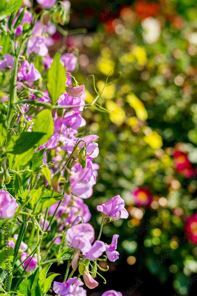 Fototapeta premium sweet pea