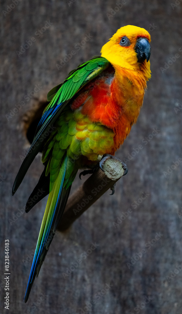 Fototapeta premium Periquito colorido puleiro madeira