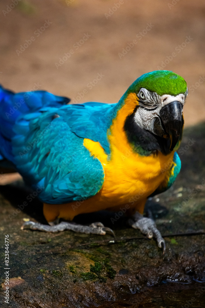 Arara azul brasileira Arara azul brasileira