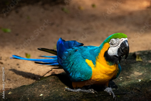 Arara azul brasileira