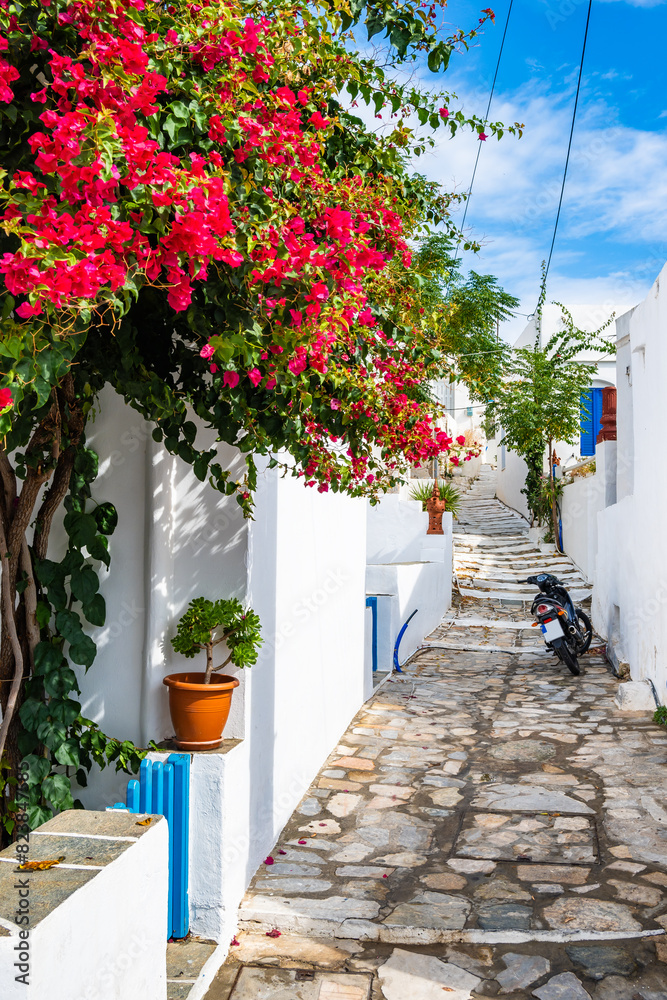 Naklejka premium White Greek house decorated with bougainvillea flowers in narrow street or Artemonas village, Sifnos island, Greece