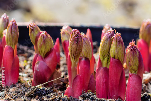 Spring sprouts of a perennial ornamental flower peony deviant or marin root in the ground. photo