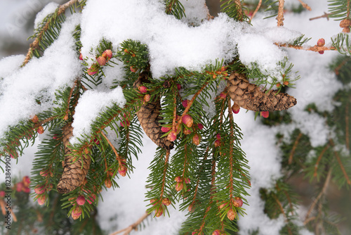 brown old and red young cones on a spruce at a snowy spring day photo