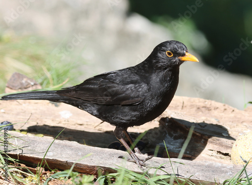 Photography Blackbird