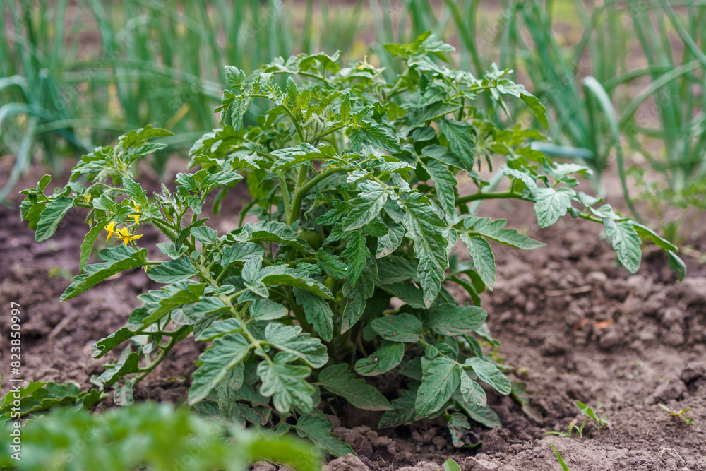 The tomato is blooming. Tomato bush in open ground in spring. Growing organic vegetables in open ground, agriculture The tomato is blooming. Tomato bush in open ground in spring. Growing organic vegetables in open ground, agriculture