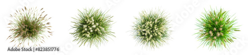 Top view savanna flowery grass row on transparent backgrounds 3d render png