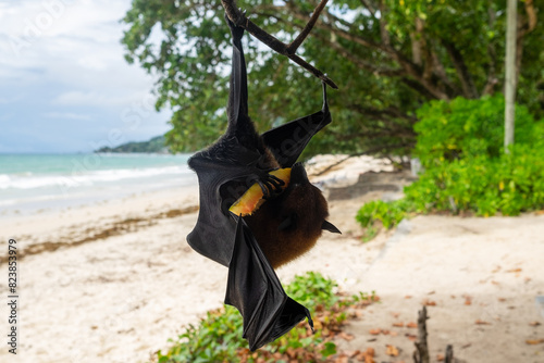 Fruit bat or flying fox (Pteropus vampyrus) hanging of a branch photo