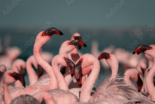 Wild african birds. Group of Greater african flamingos  walking around the blue lagoon on a sunny day
