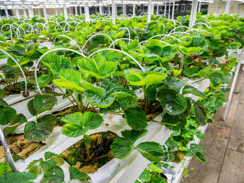 Mini-farm for growing strawberries indoors in artificial substrate photo