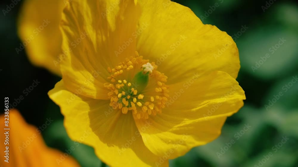 Yellow horned welsh poppy garden close up Yellow horned welsh poppy garden close up