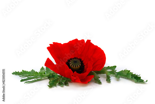 Flower red poppy and buds ( Papaver rhoeas, corn poppy, corn rose, field poppy, red weed ) on a white background with space for text