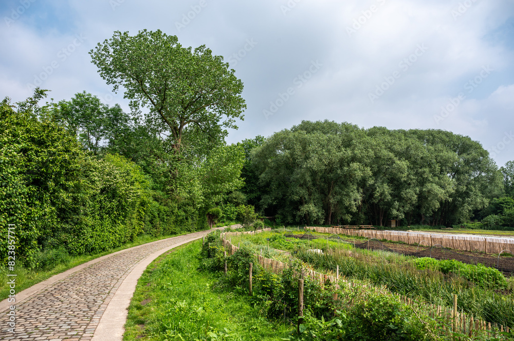Bending cobble stone road through the park with allotment gardens, Ganshoren, Belgium Bending cobble stone road through the park with allotment gardens, Ganshoren, Belgium