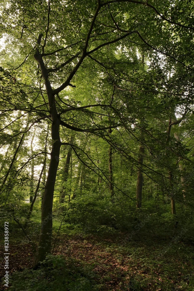 Spring morning Delaware forest near Wilmington. Spring morning Delaware forest near Wilmington.