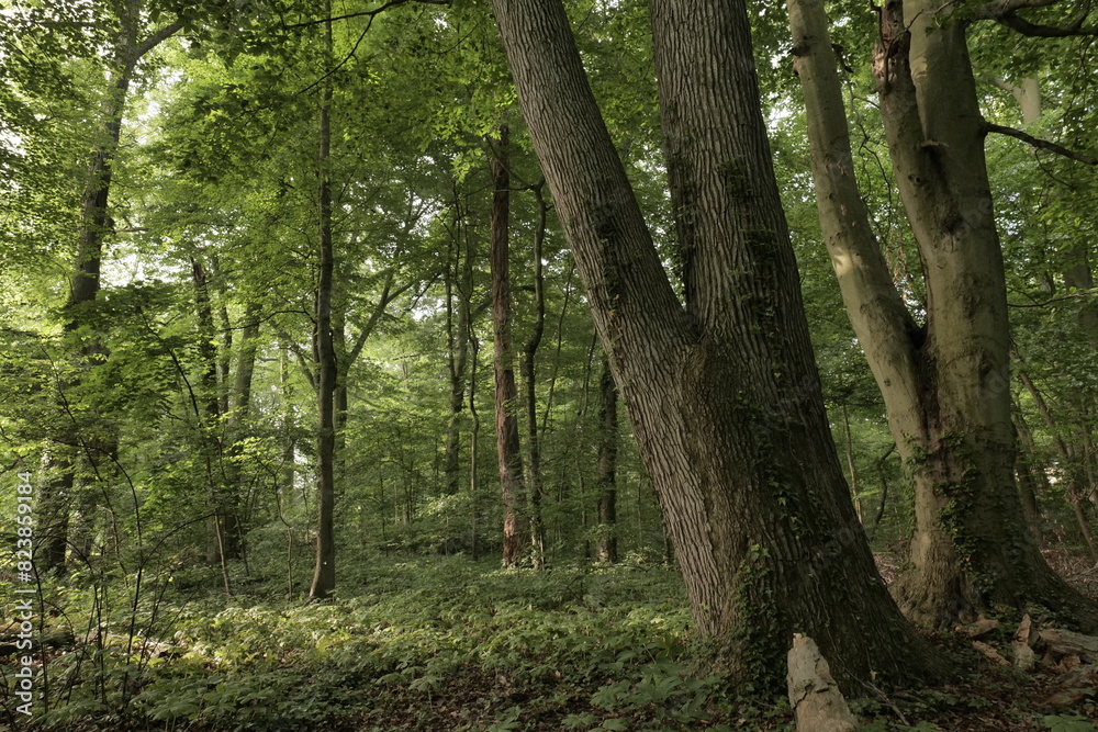 Spring morning Delaware forest near Wilmington.