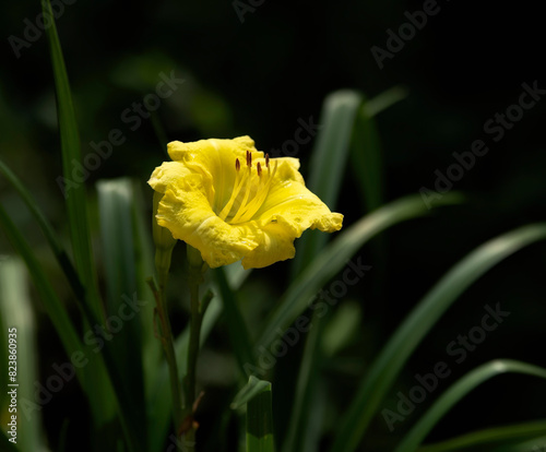 Deep Yellow Day Lily Flower with Soft Dark Background photo