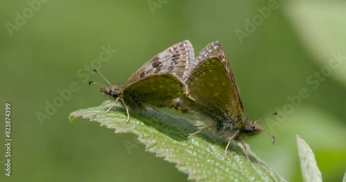 Dingy Skipper Butterflies Mating ( Erynnis tages ) 
 photo