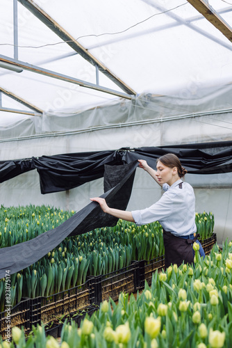 Growing tulips in a greenhouse photo