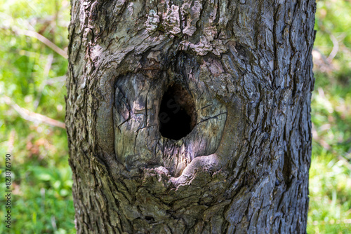 a hole in the tree trunk