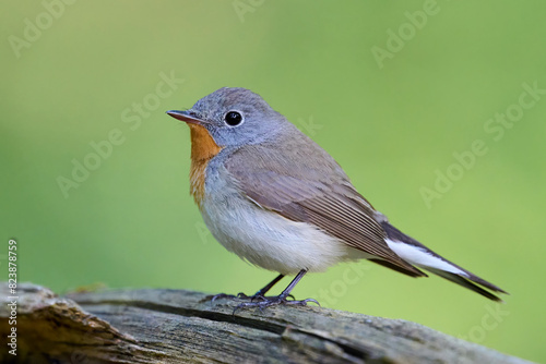 Photos Red-breasted flycatcher (Ficedula parva)
