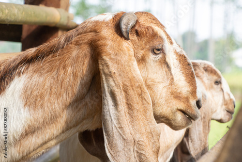 side view of a brown goat with wide ears, a sacrificial animal for Muslims, Eid Adha