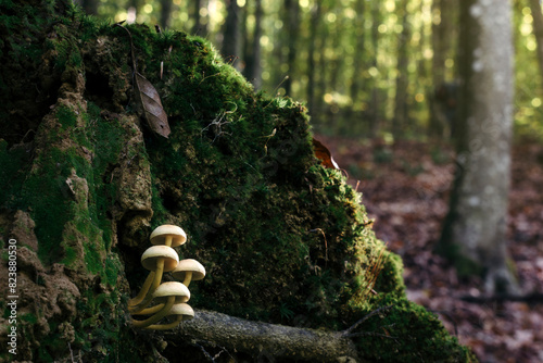Mushrooms in enchanted forest