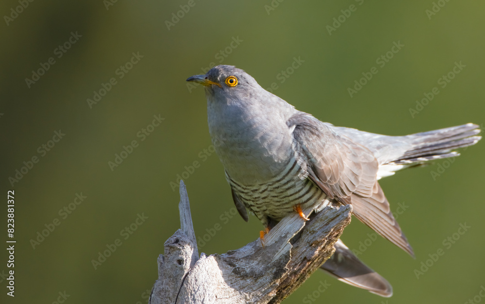 Common cuckoo - in spring at a wet forest Common cuckoo - in spring at a wet forest