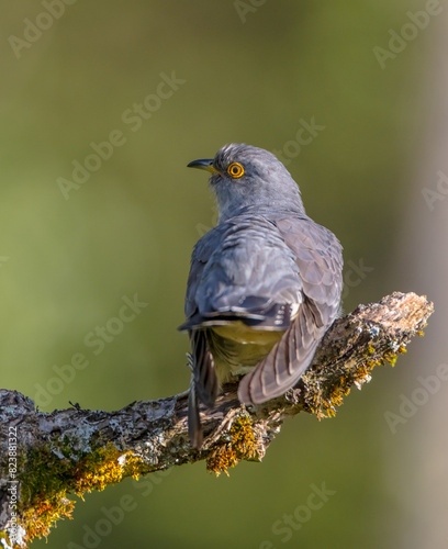 Common cuckoo - in spring at a wet forest