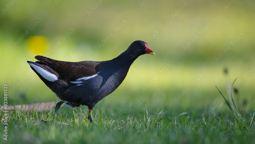 The common moorhen - adult bird in spring The common moorhen - adult bird in spring