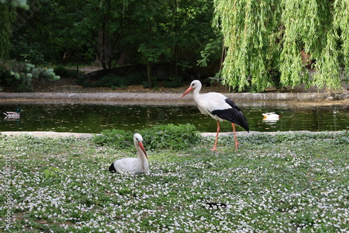 white stork in the grass