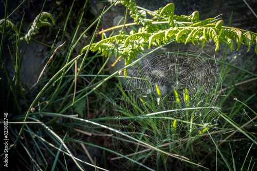 spider web