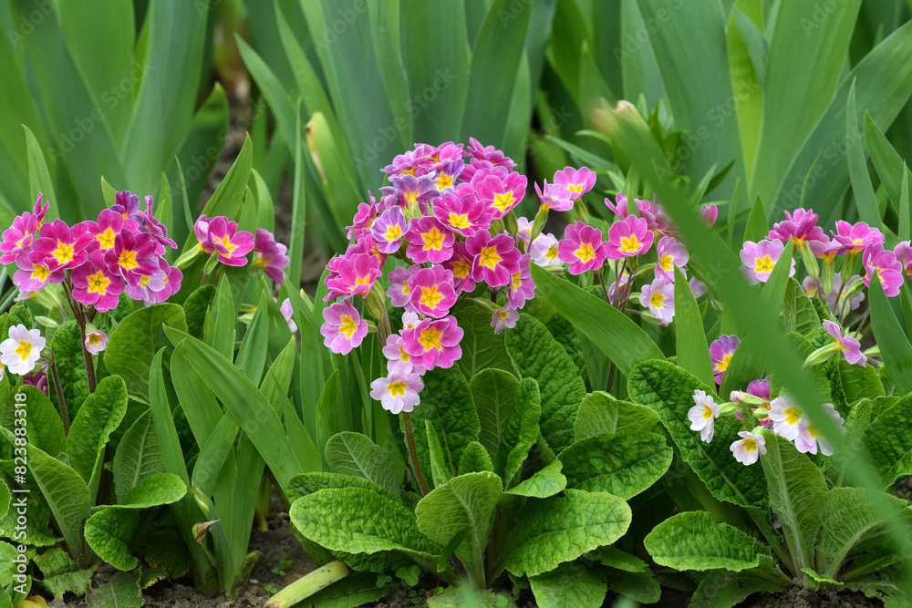 Primula vulgaris - an early spring flower, primrose