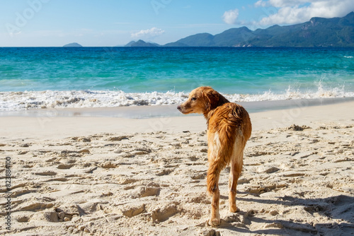 Dog standing on the beach on a hot summer day in Seychelles. photo
