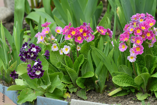 Primula vulgaris and аuricula - an early spring flower, primrose