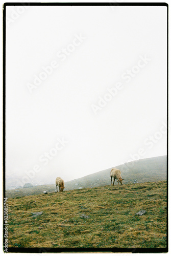 Sheeps at meadow in European Peaks photo