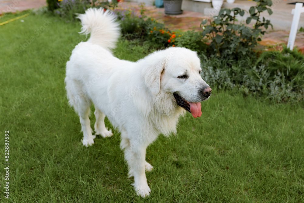 a big white dog in the yard a big white dog in the yard