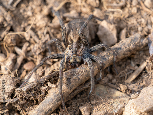 Hogna Carolinensis, Arácnido, araña,  photo