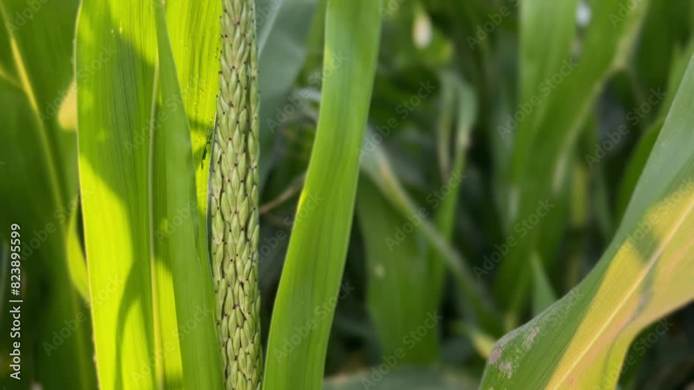 Close-up of growing young corn seedlings. Inspection of crops on sunny days. Wind movement in a green corn field. Food agriculture. Close-up of growing young corn seedlings. Inspection of crops on sunny days. Wind movement in a green corn field. Food agriculture.