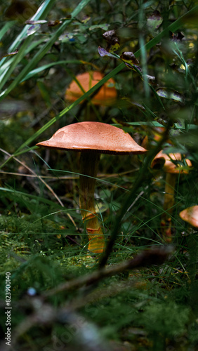 mushroom in the forest