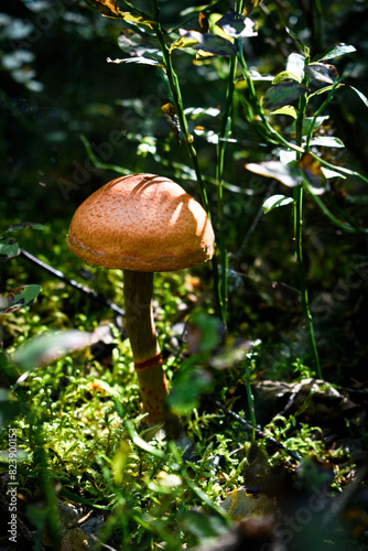 mushroom in the forest