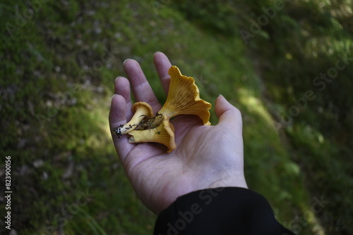 Mushrooms on hand