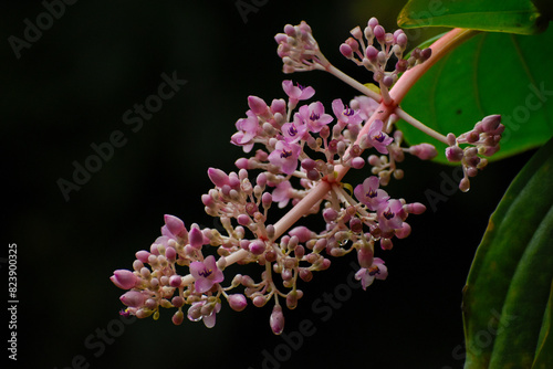 close up of lilac flowers