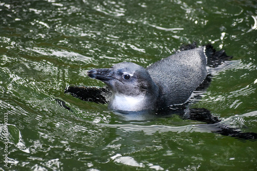A penguin