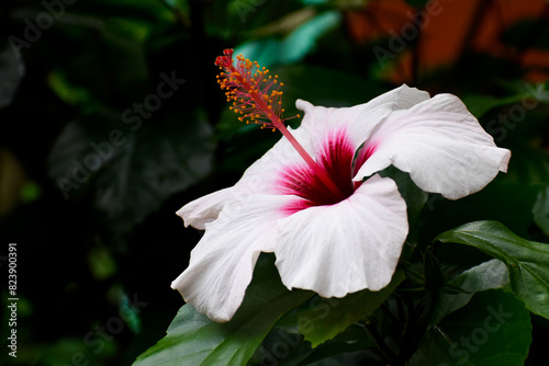 red hibiscus flower