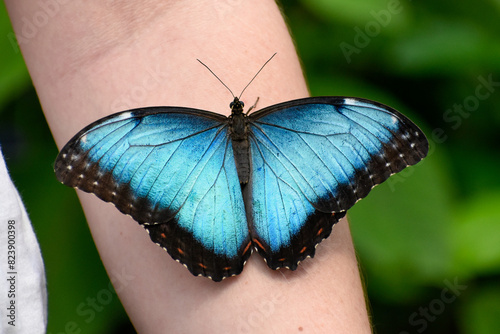 butterfly on hand