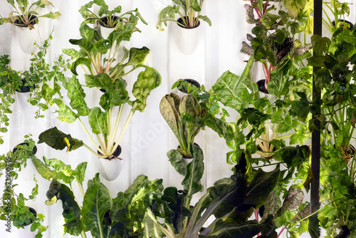 Vertical gardening of Hydroponics photo